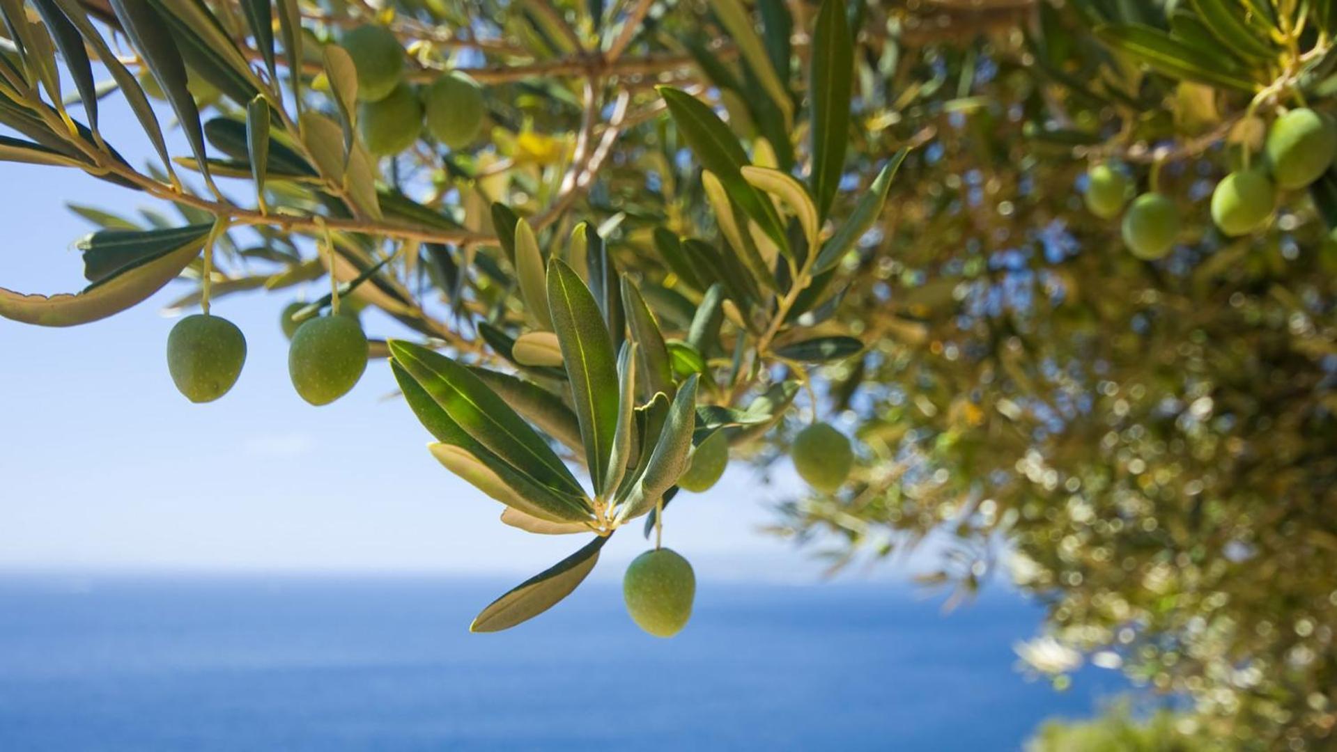 Violeta Hvar Хвар Экстерьер фото